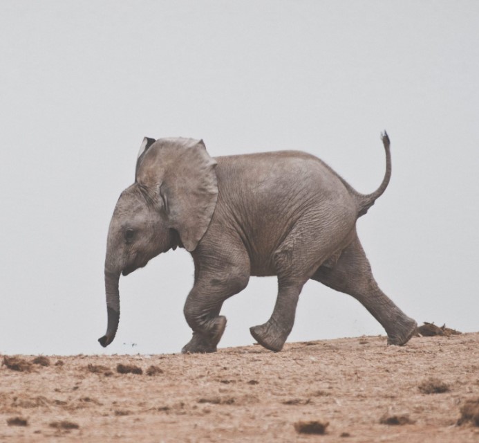 White elephant: a rare specimen was born in Burma