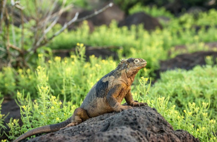 Land iguanas, the return to the Galápagos
