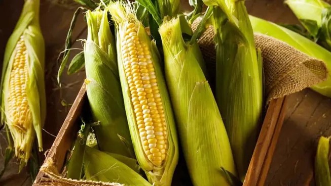 Corn prices at two-month high