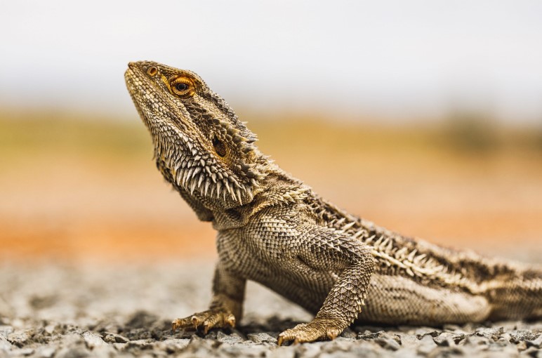 Bearded dragon: found the difference with respect to the mammalian brain