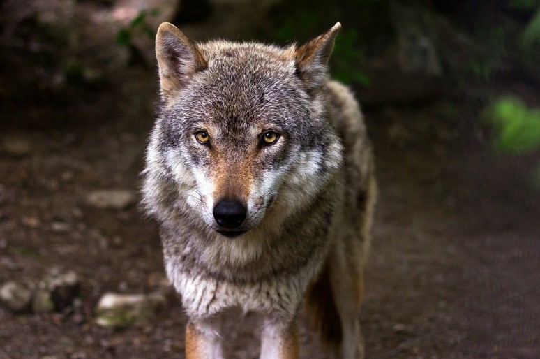 Wolves: affective like dogs