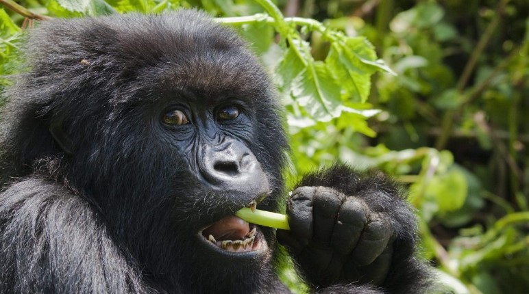 Gorilla: chewed plants help to understand the state of health