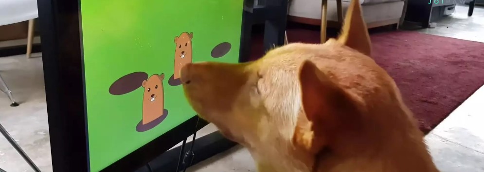 Joipaw is the first console for dogs and it looks beautiful