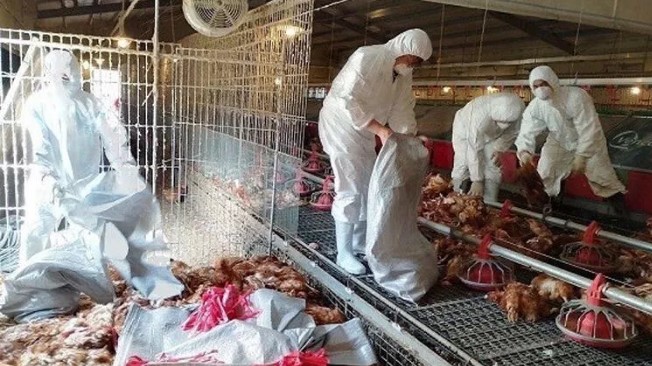 Bird flu alert in Taiwan: 8,599 chickens culled