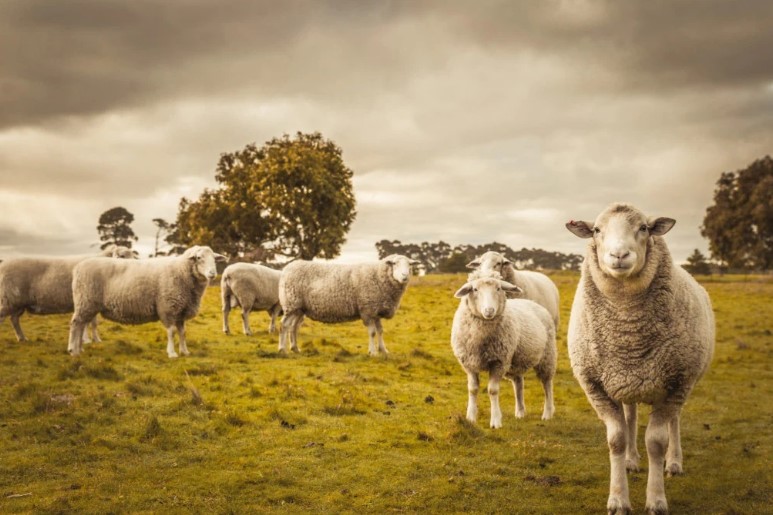 Sheep: democracy at the basis of the choice of leader