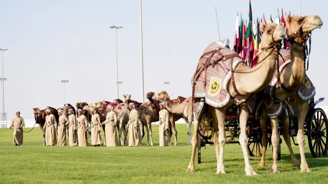 "2022 World Cup and Camel" events kick off in Qatar