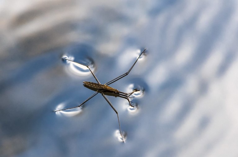 Insects: How do they manage to walk on water?