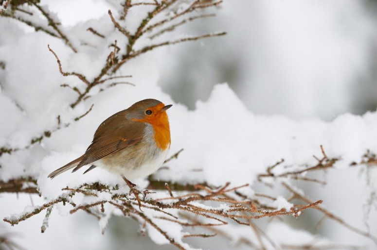 Birds: how they defend themselves from the cold