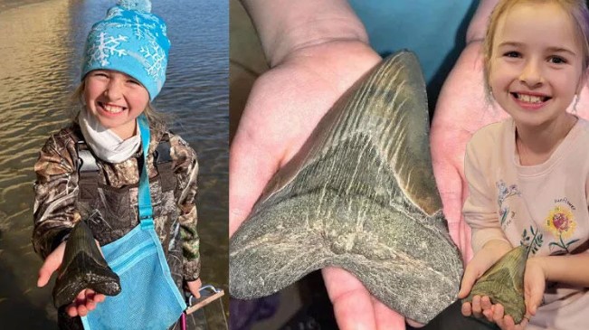 Little US girl found Megalodon shark's tooth on the beach