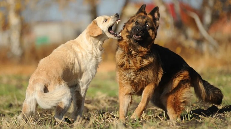 Aggression: difficult to identify, especially in dogs