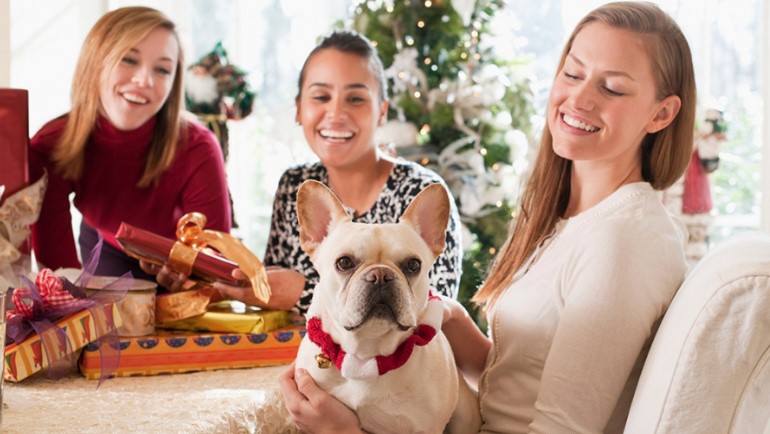 Dog: the ideal Christmas gift for your four-legged friend