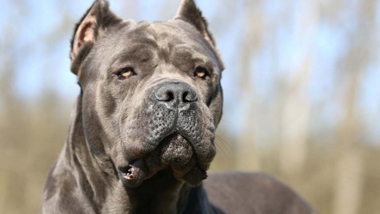 Cane corso: the peculiarities