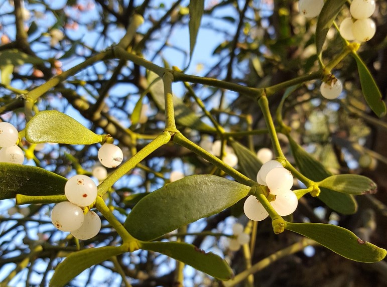 Mistletoe: legends, grandmother's remedies and how to grow it
