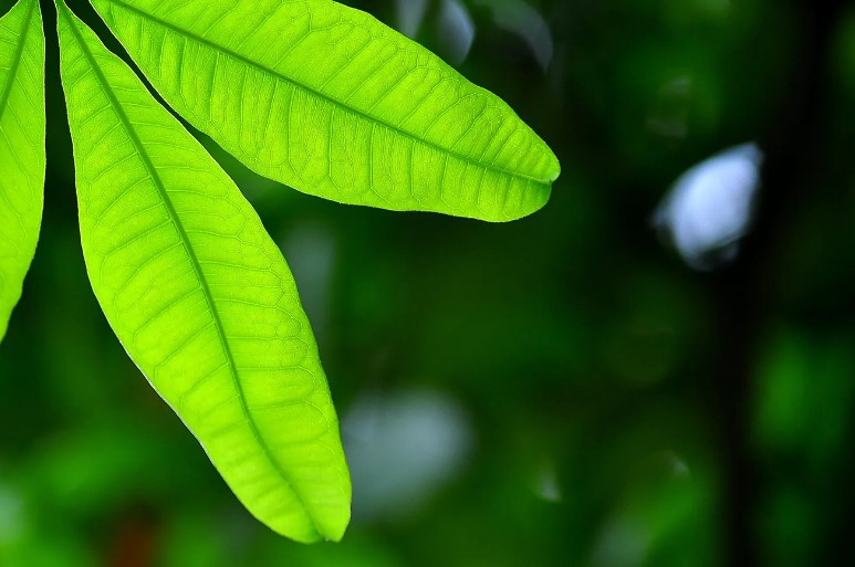 The secret language of photosynthesis against cancer