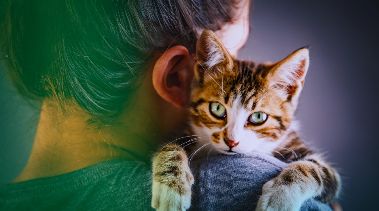 Cats: relationship between animal welfare and human personality