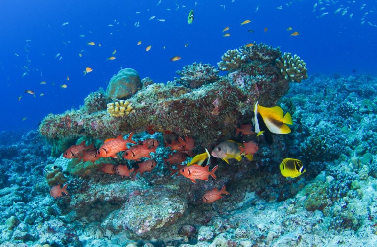 Corals: Seychelles is committed to conserving them