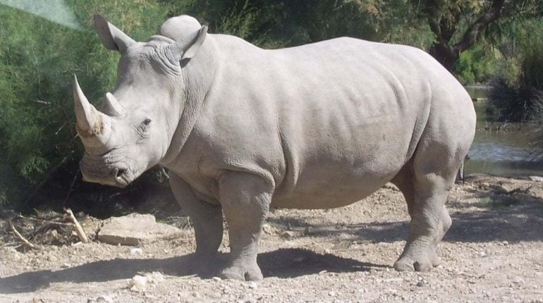 White Rhinoceros: A New Hope