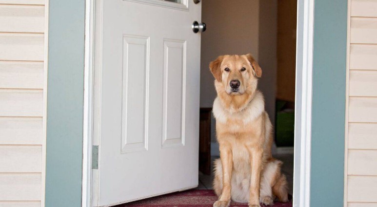 Dogs: how do they behave when the bell rings?