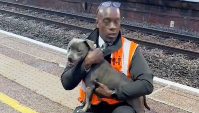 Dog: in London falls on the rails and is saved