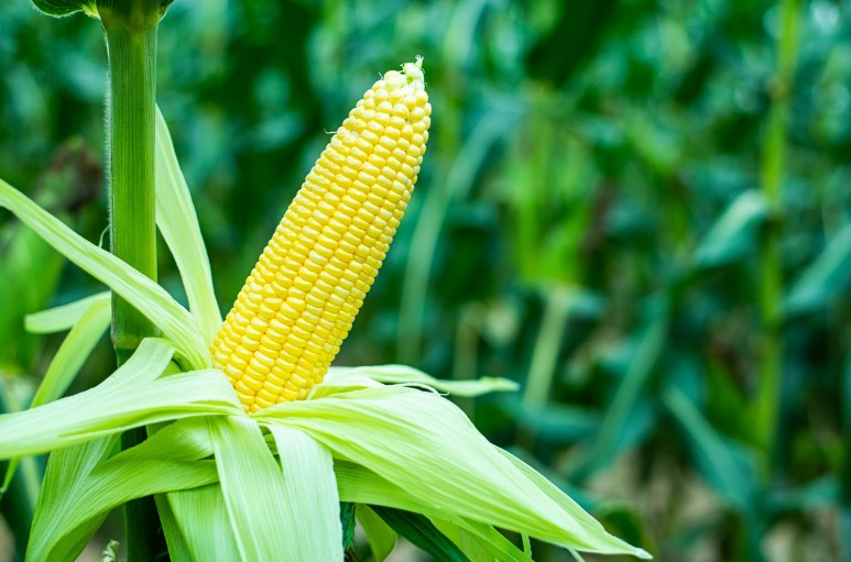 Corn Fiber: Environmentally friendly with numerous uses