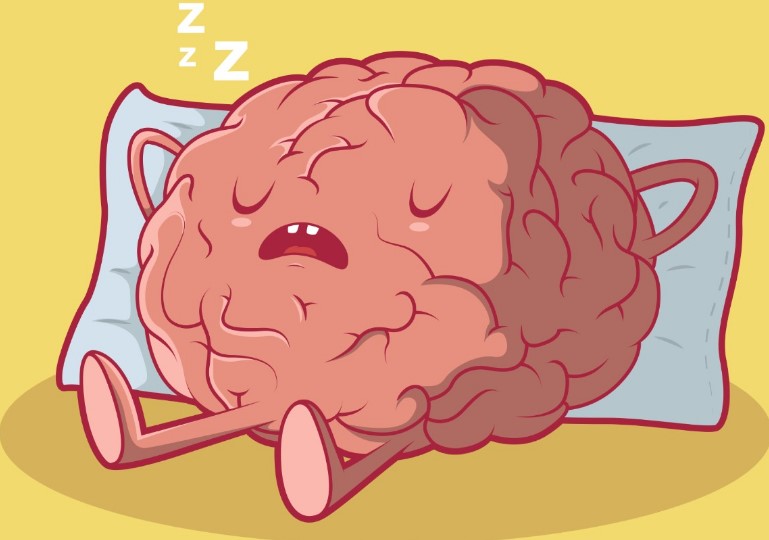 Brain: sleep regulator enzyme identified