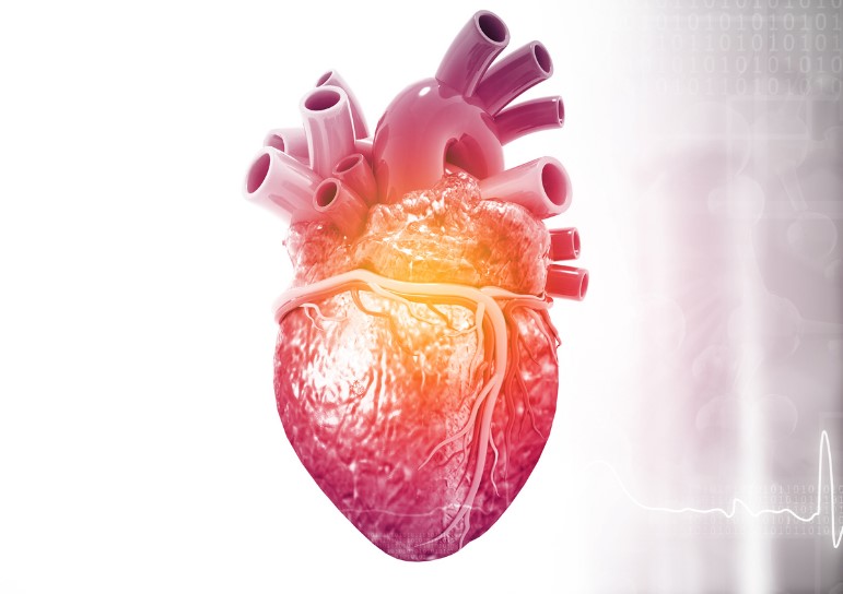 Cardiovascular disease: treatment with an immune target