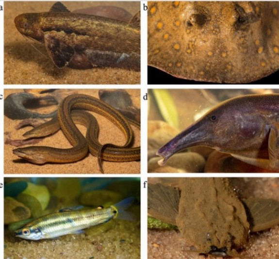 Photo of About 35 new fish species found in Bolivia