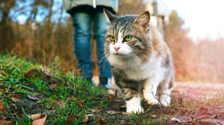 Photo of Cat: can I take him for a walk?